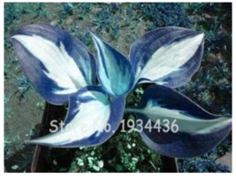 SEEDS 200 Pcs/Pack Beautiful Hosta Fragrant Plantain Lily Bonsai Flower - £7.83 GBP