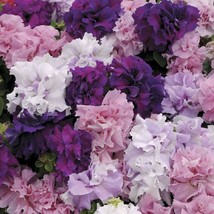 50 seeds Imported Double Corrugated Mixed Purple Petunia Seeds - £11.73 GBP