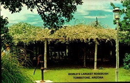 POSTCARD- Worlds Largest Rosebush Tombstone Arizona -BK38 - £1.51 GBP