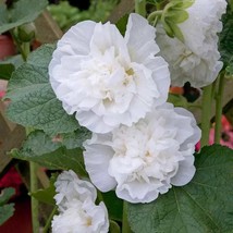 US Seller 10 Seeds Of Chaters Double White Hollyhock - £29.53 GBP