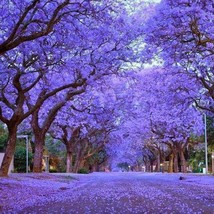 25 Blue Jacaranda Tree Seeds Jacaranda Mimosifolia Seeds Gardening USA Shipping - £7.97 GBP