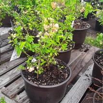 Flowering Quince Chaenomeles Speciosa Ship In 6 Nursery Pot US Fast Ship... - $2,570.49 MXN