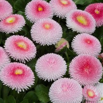 Bellis Tasso Strawberries And Cream English Daisy 30 Flower Seeds Gardening USA  - $10.00