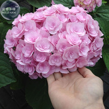 Hydrangea Light Pink Big Blooms Flowers 15 Seeds Spring Shrub Flowers - £4.72 GBP