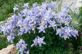 VP Blue Rocky Mountain Columbine Aquilegia Caerulea Flower 50 Seeds - £3.77 GBP