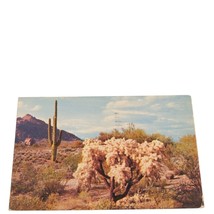 Postcard Desert Cholla Cactus Giant Saguaro Posted Chrome - £3.31 GBP