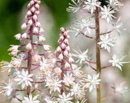 20 Filigran Foamflower White Pink Tiarella Polyphylla Laceflower Shade Flower Se - £8.24 GBP