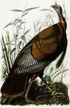 Painting Wild Turkey Art by John Audubon. Bird Art Repro Giclee Canvas - £7.49 GBP+