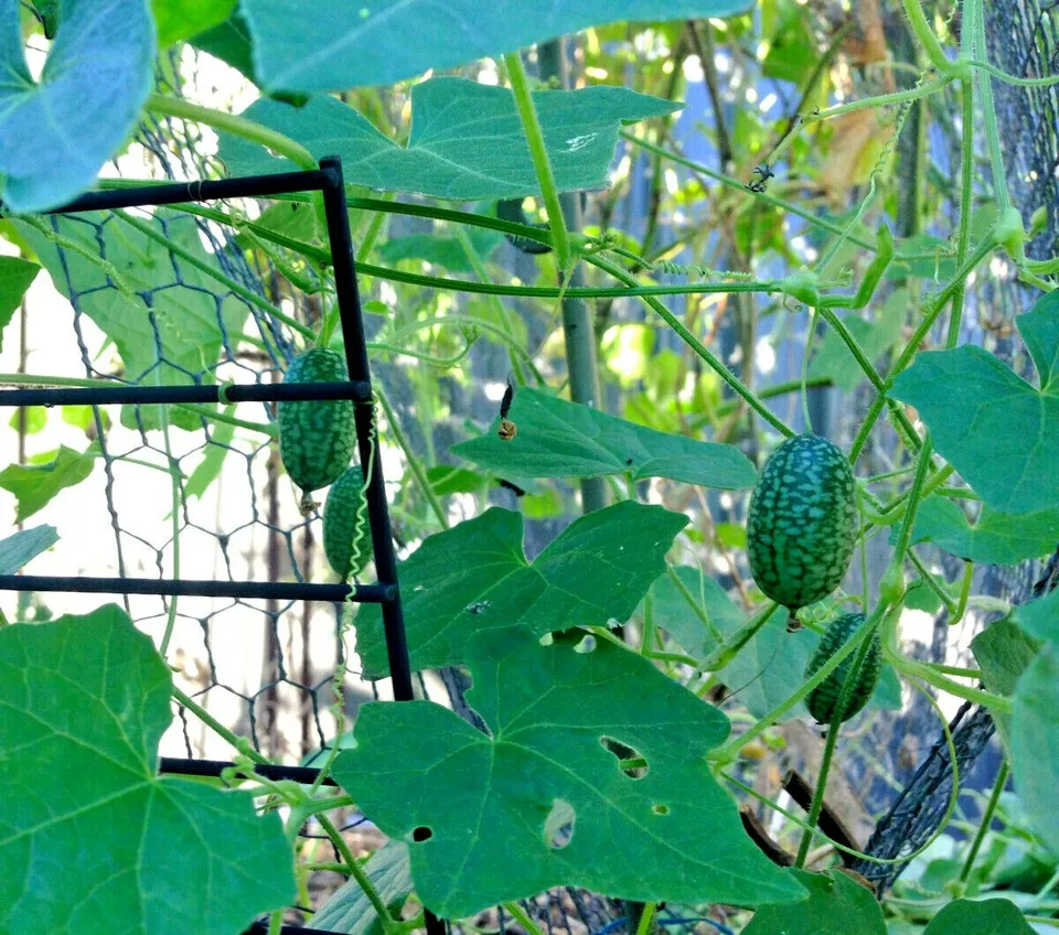 Item image 5