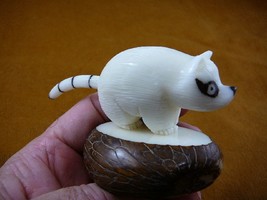 (TNE-RAC-32A) Raccoon Tagua Nut Figurine Carving Vegetable Nut Coon Ringed Tail - £20.73 GBP