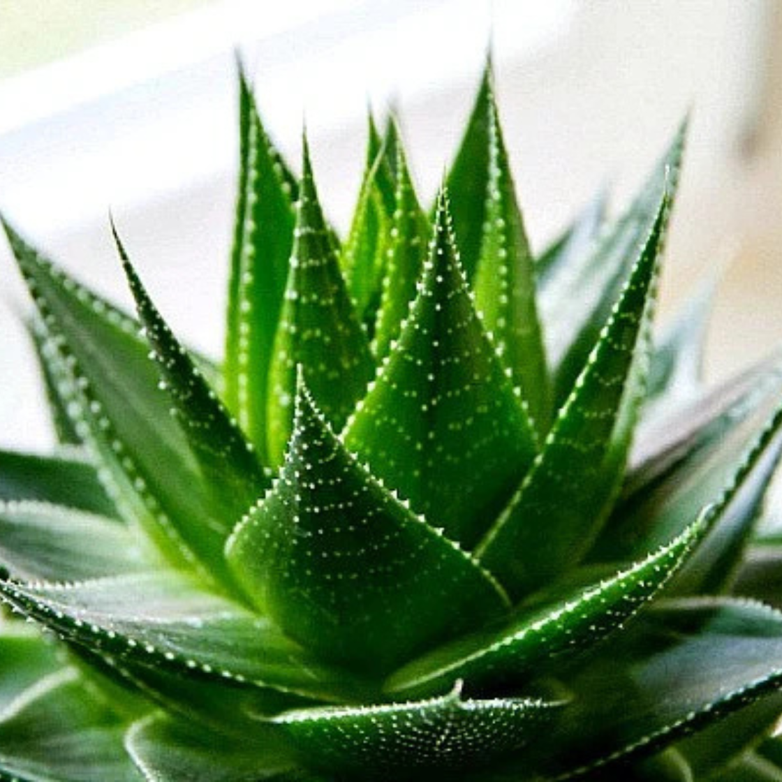 Charming Aloe Mix - 500 Seeds Item image 3