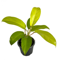 Philodendron Lemonades Ec By Leal Plants Ecuador|Golden Pothos Lemonades - $20.00