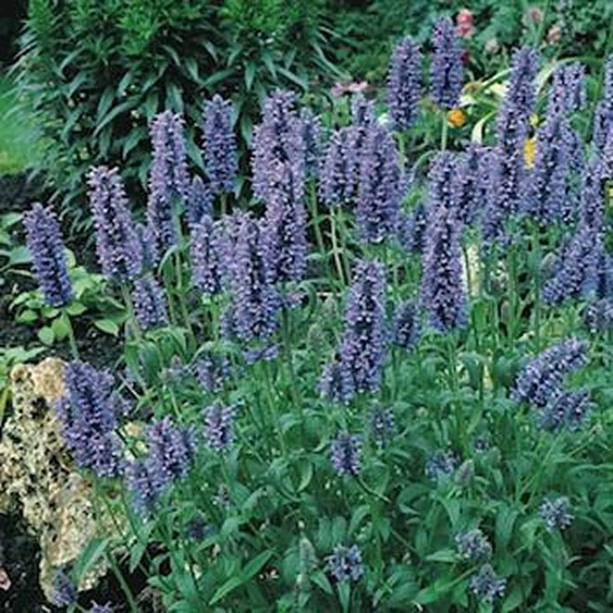 Fresh New Catmint Blue 100 Seeds - £7.81 GBP