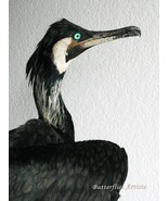 Black Shag Great Cormorant Bird Mount Stuffed Taxidermy Scientific Zoolo... - $18,797.78 MXN