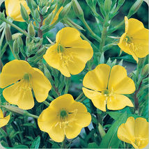 300+ Evening Primrose Seeds Yellow Flower Usa Dwarf Perennial - £6.74 GBP
