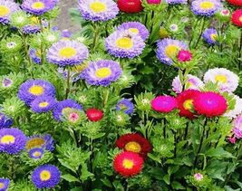 Aster Powderpuff Mix Flower Seeds - $4.35