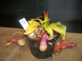 Nepenthes Alata Tropical Pitcher Plant with a 5 inch net pot. - £15.46 GBP