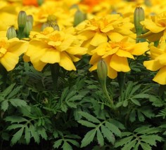 US Seller 50 Marigold Seeds French Durango Yellow Seeds Plant Seeds Fast Shippin - £18.45 GBP