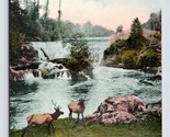 Upper Tumwater Falls Elk Scene Olympia Washington WA UNP DB Postcard Q7 - $9.85