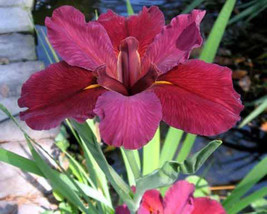 Red Velvet Elvis Louisiana Iris -Mature Blooming Size Plant -  3 Plants / Fans - £35.97 GBP