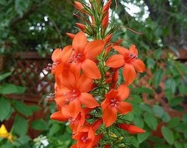 USA Seller 200 Standing Cypress Scarlet Gilia Ipomopsis Rubra Flower Seeds Fresh - £11.13 GBP