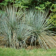 Soapweed Yucca Glauca Garden Plant Seeds 100 Seeds Fresh Seeds Fast Shipping - £15.73 GBP