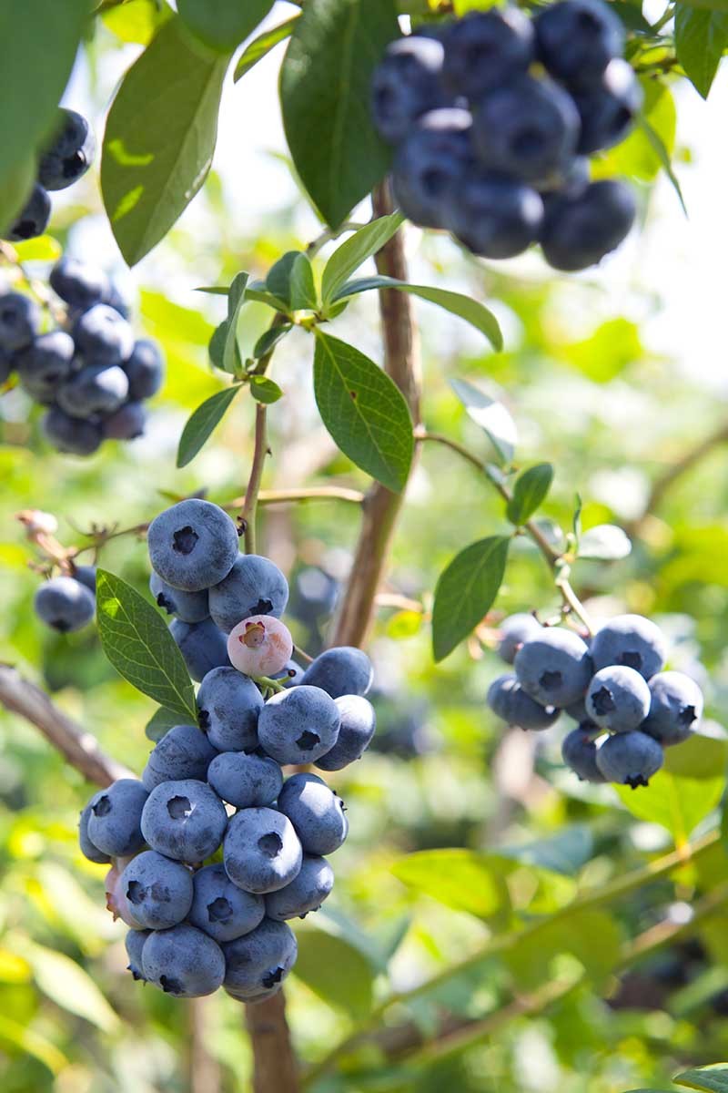 200 Highbush Blueberry Seeds | Disease-Resistant, Self-Fertile Varieties - $6.38