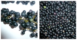 Wild Grape Seeds Vitis aestivalis 50 Fresh Seeds - £16.88 GBP
