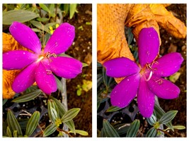Tibouchina ECUADOR PRINCESS Bush Live Tropical Plant Purple Flower 2 to ... - £24.03 GBP