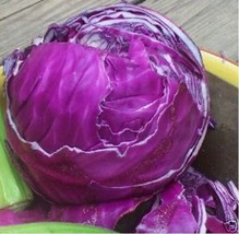 GIB Cabbage Red Acre 200 seeds - $9.00