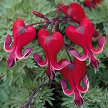 25 bright red bleeding heart seeds dicentra spectabilis shade flower garden thumb200