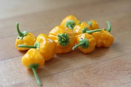 Jamaican Yellow Scotch Bonnet Hot Pepper Plant - 2.5&quot; Pot - $26.99