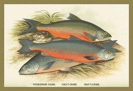 Windermere, Cole&#39;s and Gray&#39;s Charr. by A.F. Lydon - Art Print - £17.19 GBP+