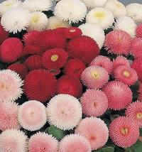 325 Seeds English Daisy Double Flower Mix - Bellis perennis - B74 - £7.97 GBP