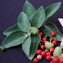 Item image 1 image 1