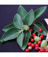 SRN Ashwagandha Organic Withania Somnifera Plant 100 Garden - $28.84