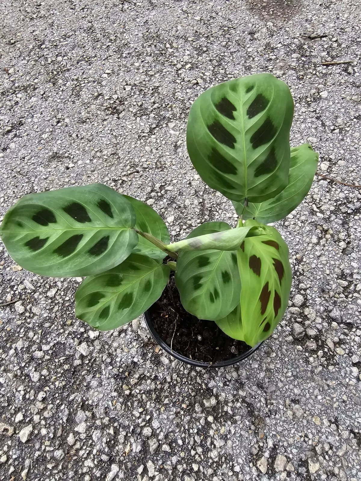 Maranta Leuconeura, Rabbit&#39;s Foot, Maranta Red live indoor house plant I... - $26.99
