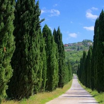 New 50 Italian Cypress Cupressus Sempervirens Cedar Tree Seeds Fresh Garden USA  - £8.60 GBP