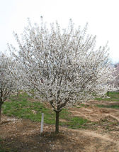 2 Snowgoose Flowering Cherry tree plants image 2