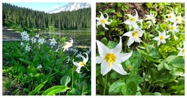 WHITE AVALANCHE LILY SEEDS (Erythronium Montanum) Flower Seeds 20 Seeds - $16.99