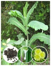 50+ Wild/Opium Lettuce Seeds (Lactuca virosa) Packed for 2019 *Free S&H* - $8.95