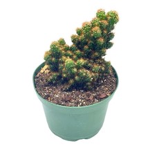 Peruvian Apple Cactus, 6 inch, Crested, Repandus, uruguayanus, Hedge Cacti, Cere - £39.38 GBP