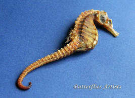 Real Seahorse Skeleton Hippocampus Erectus Taxidermy Museum Quality Shadowbox - £94.89 GBP