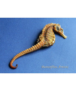 Real Seahorse Skeleton Hippocampus Erectus Taxidermy Museum Quality Shad... - $2,260.75 MXN