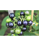 100 Huckleberry Ground Cherry Solanum Melanocerasum Berry Fruit Bush See... - $14.65