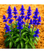 200+ Blue Sage Seeds - $5.71