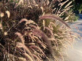 PWO Miscanthus New Hybrid, Fountain Grass /  Perennial Evergreen  40 Seeds - $7.20