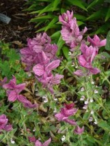 50 &#39;Pink Sundae&#39; Clary Sage / Salvia Viridis Herb Flower Seeds - £5.00 GBP