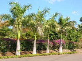 SEPTH Royal Palm (Roystonea regia), 10 seeds - £5.62 GBP