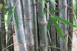 Dendrocalamus Strictus Giant Timber Bamboo Fresh Seeds - $18.98